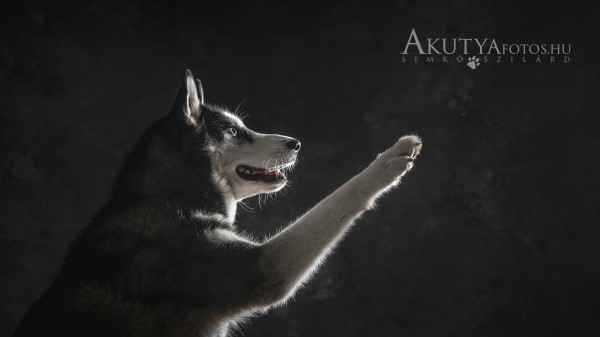 Műtermi kutyafotózás husky