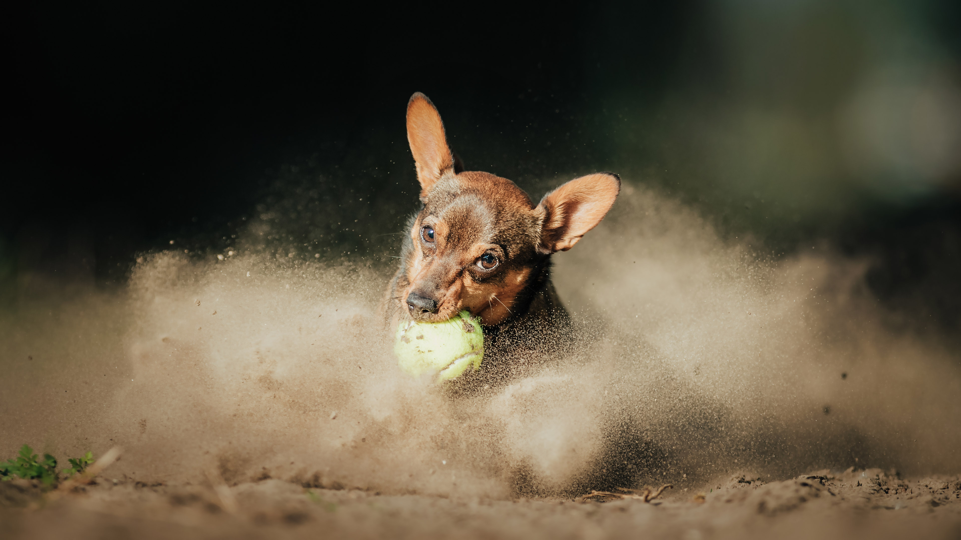 Kutyafotózás - labda elkapás pillanata