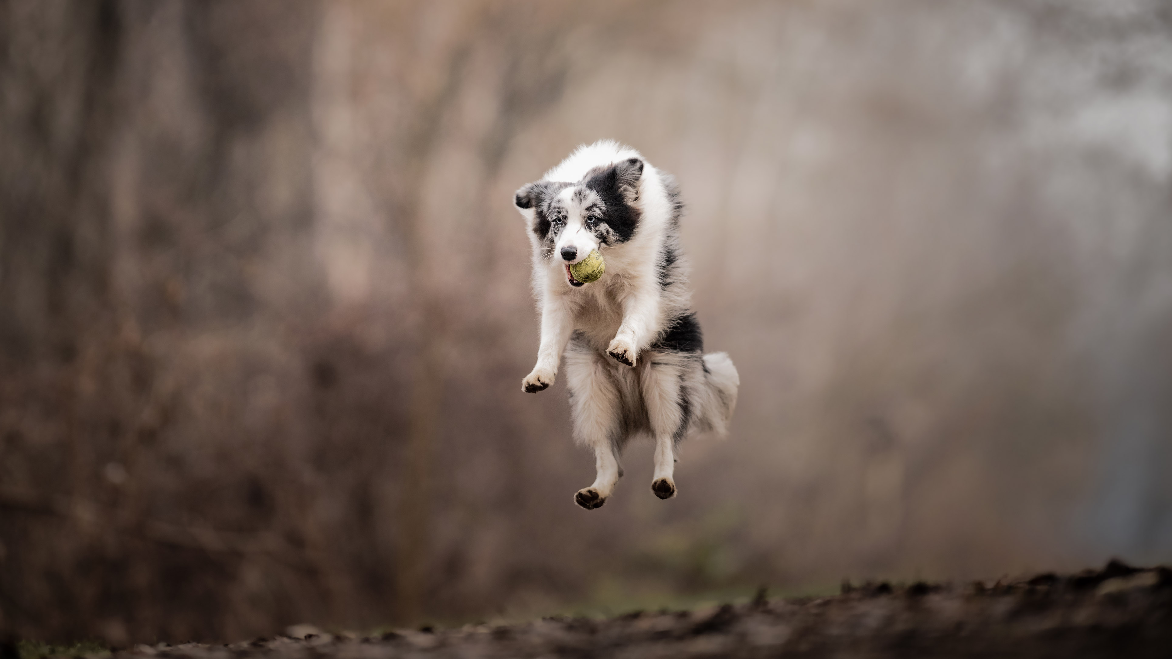 Border collie labdázik