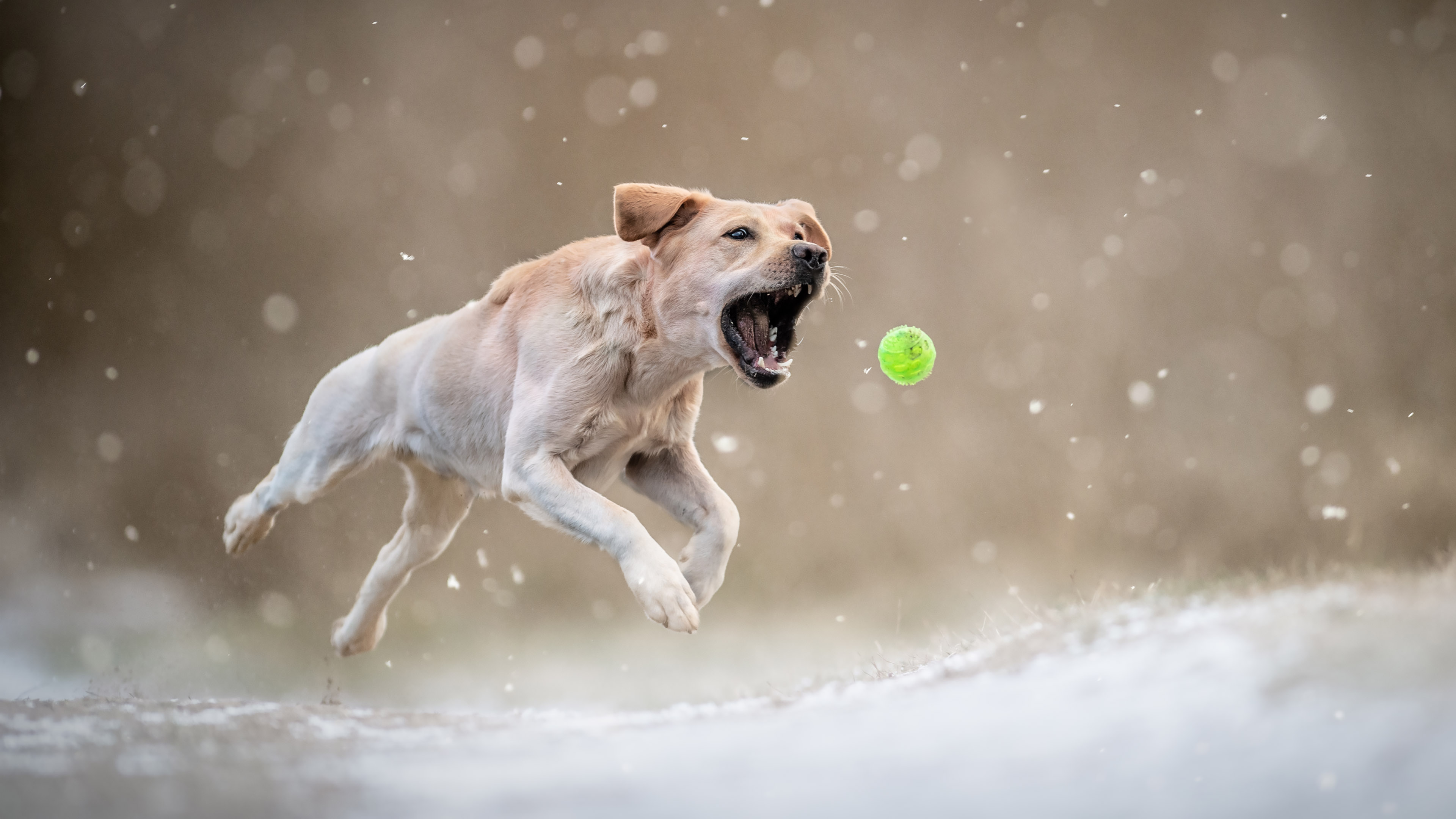 Labrador labdát kap el egy fotózáson havas környezetben