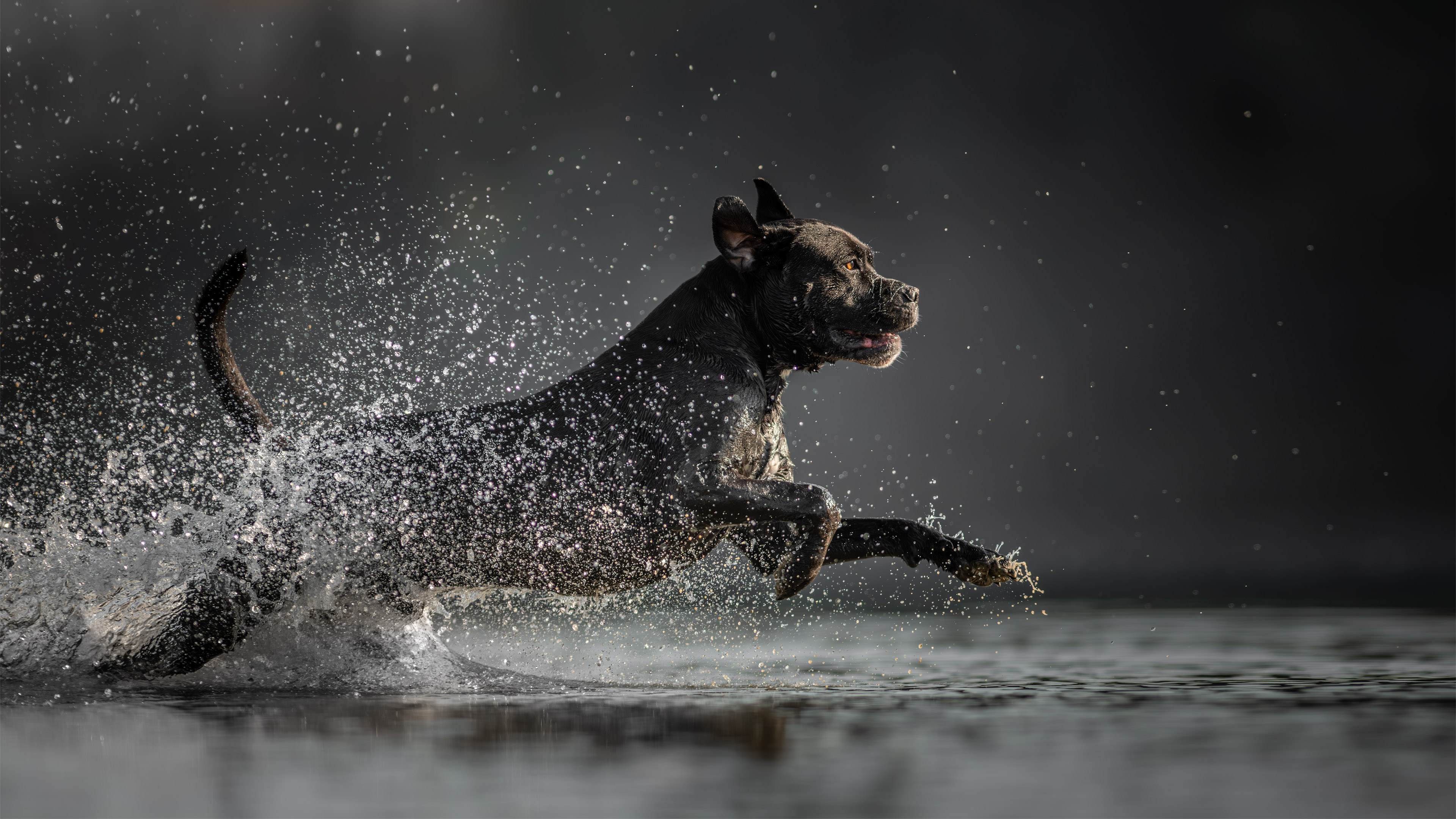 Cane corso vízes kutyafotózáson
