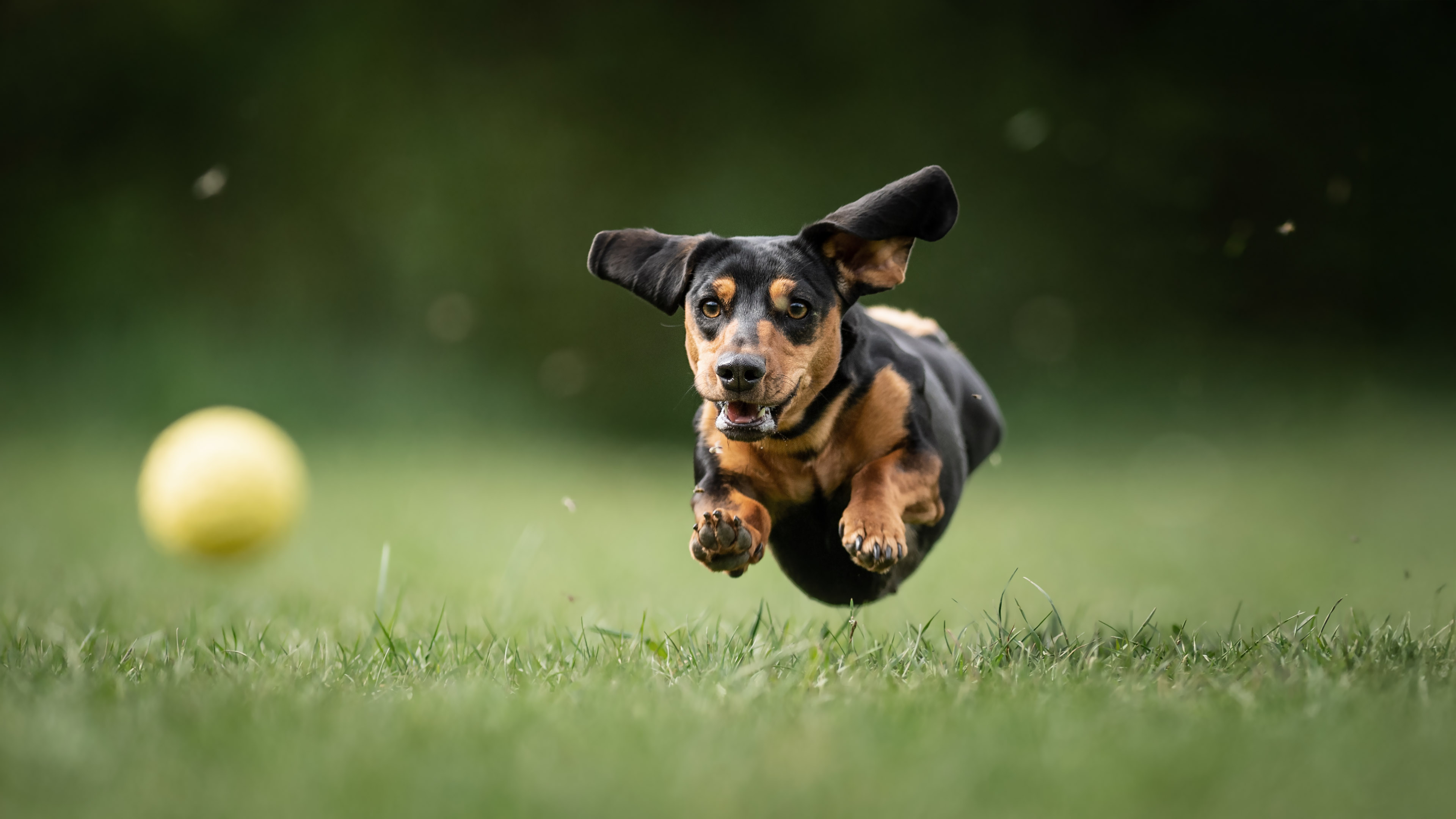 Kutyafotós workshop labdázás tacskóval