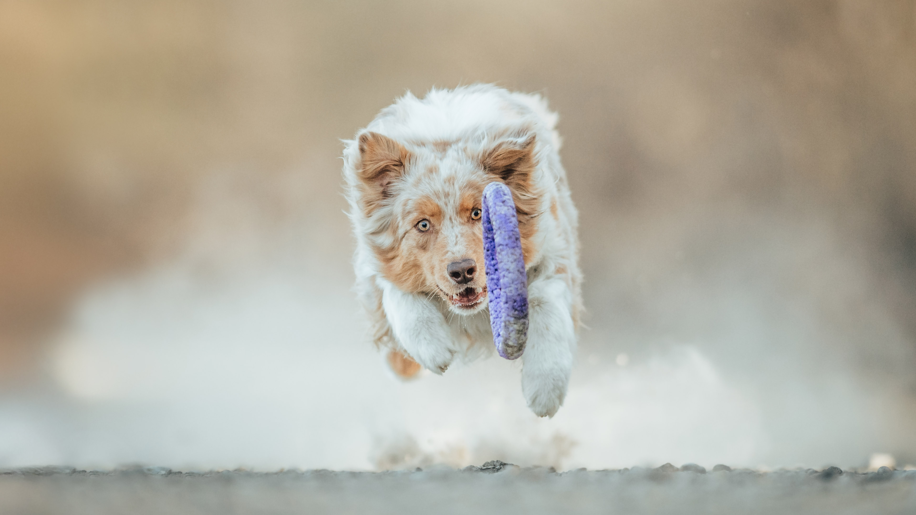 Kutyafotós workshop Border collie-val