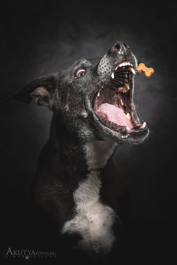 Jutalomfalat elkapást ábrázoló fotó