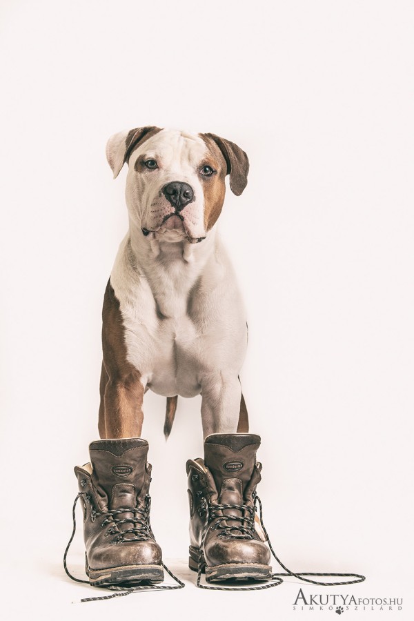 Cuki kutya bakancsban fehér háttér előtt