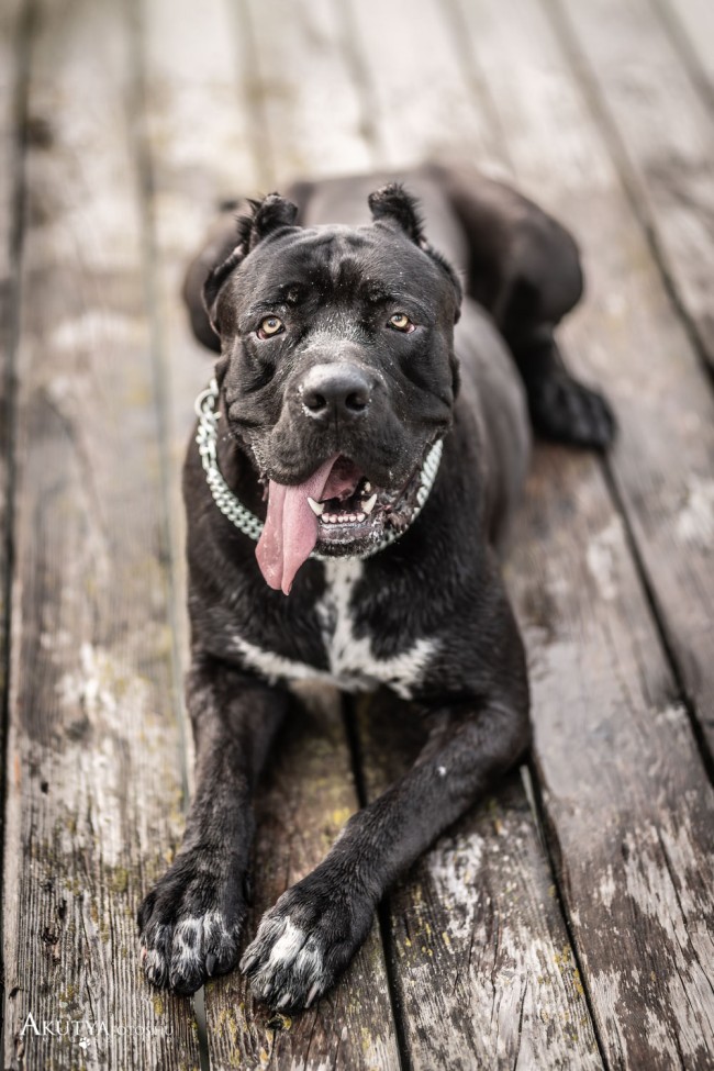 Fekvő Cane corso