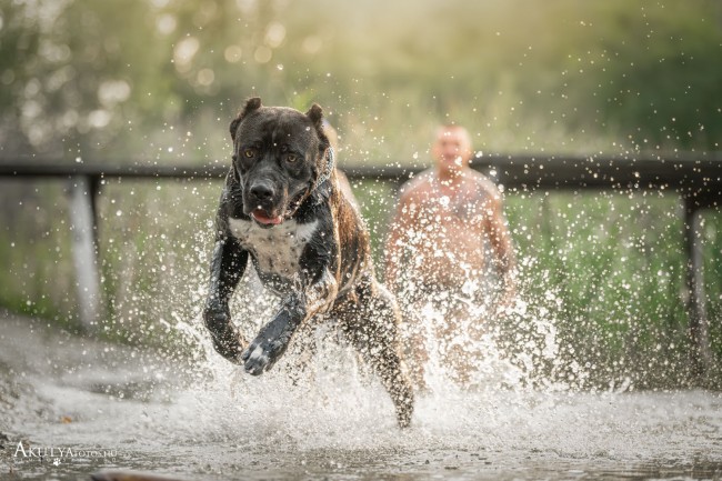 Cane corso háttérben a gazdival ugrás közben