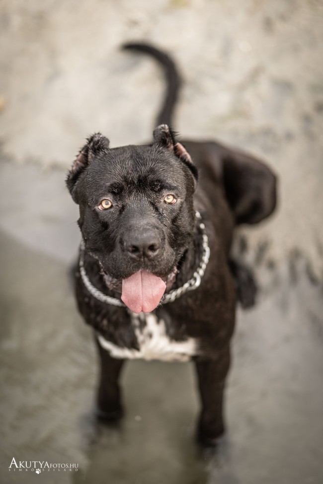 Cane corso porté fentről