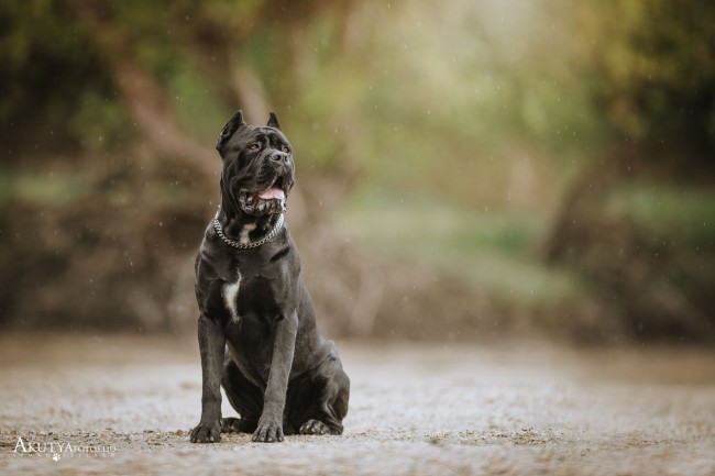 Egészalakos Cane corso portré 