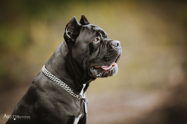 Cane corso portré