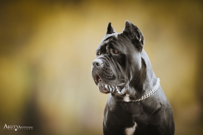 Közeli portéfotó egy Cane corsoról 