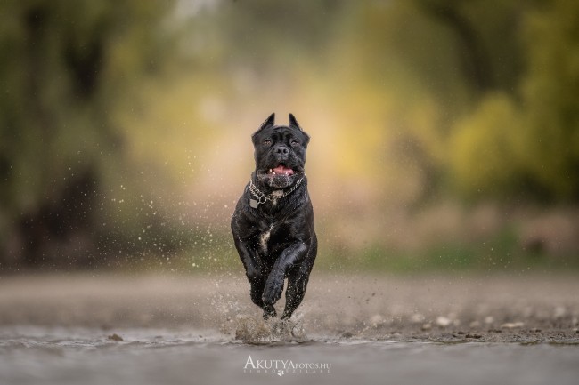 Futó Cane corso a vízparton