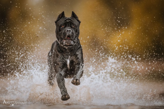 Cane corso szembe fut egy vizes fotózáson