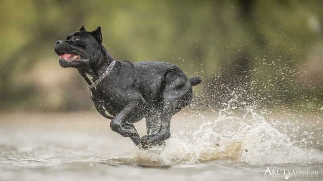 Cane corso fut a vízben szabadtéri kutyafotózáson