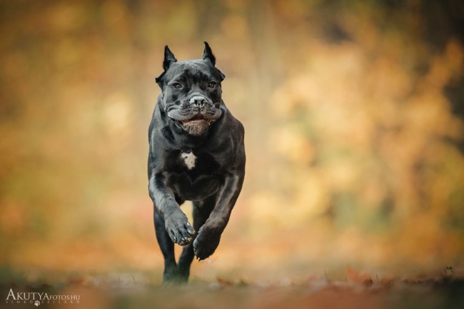 Cane corso őszi környezetben fut