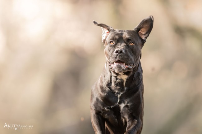 Futó Cane corso az erdőben