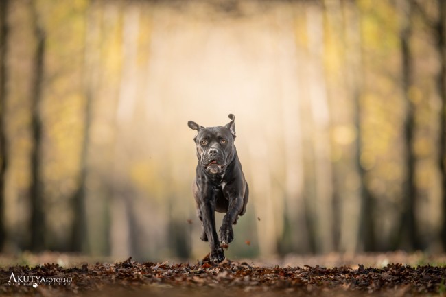 Cane corso szabadtéri fotózáson