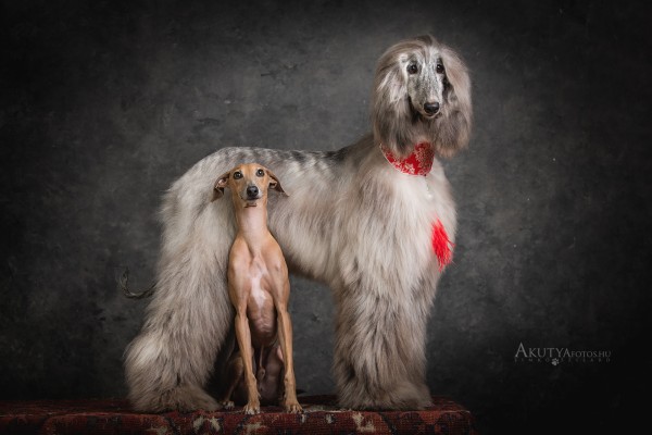 Agárfotózás műtermi körűlmények között 