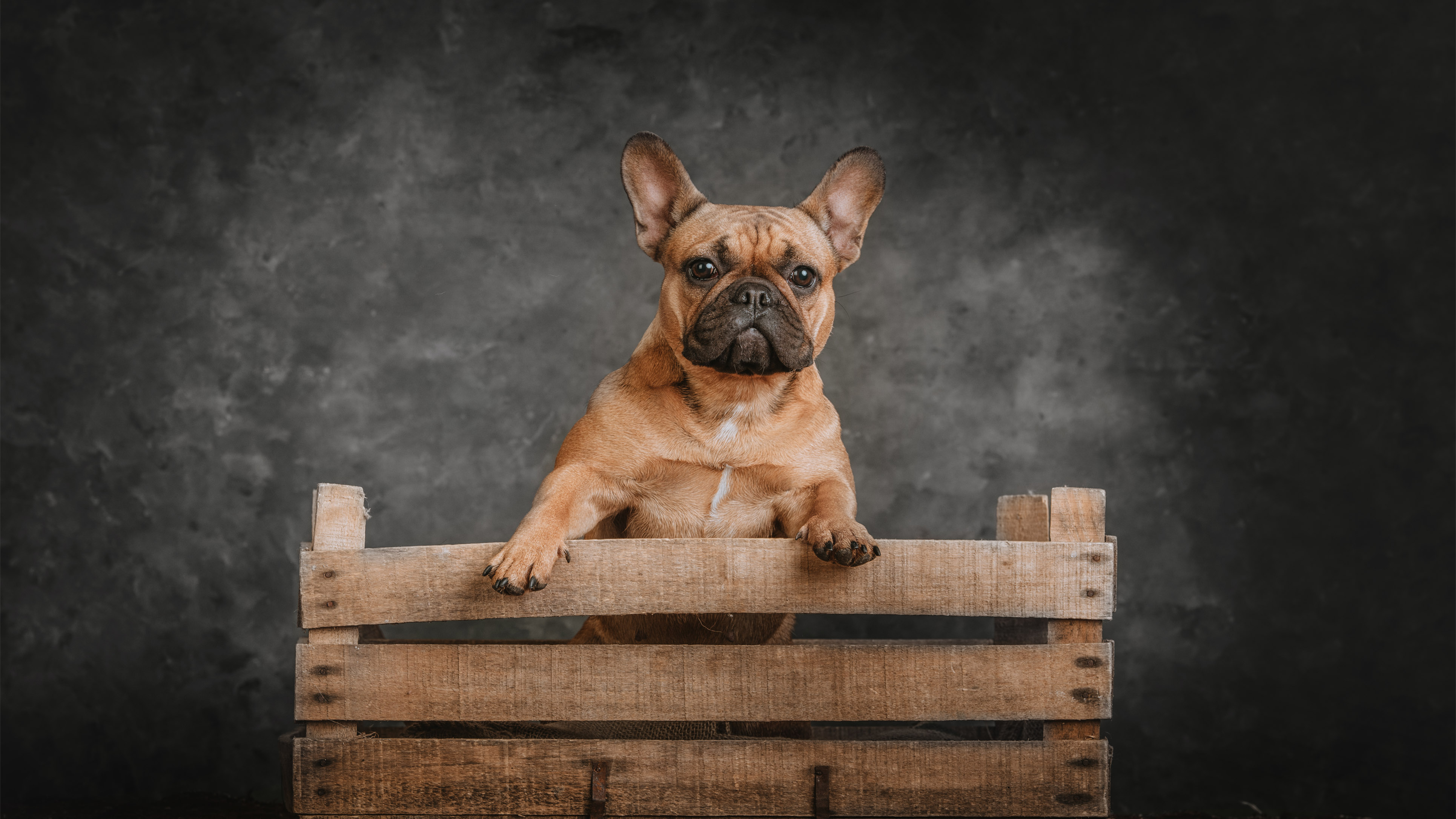 Műtermi mini fotózás Francia bulldog