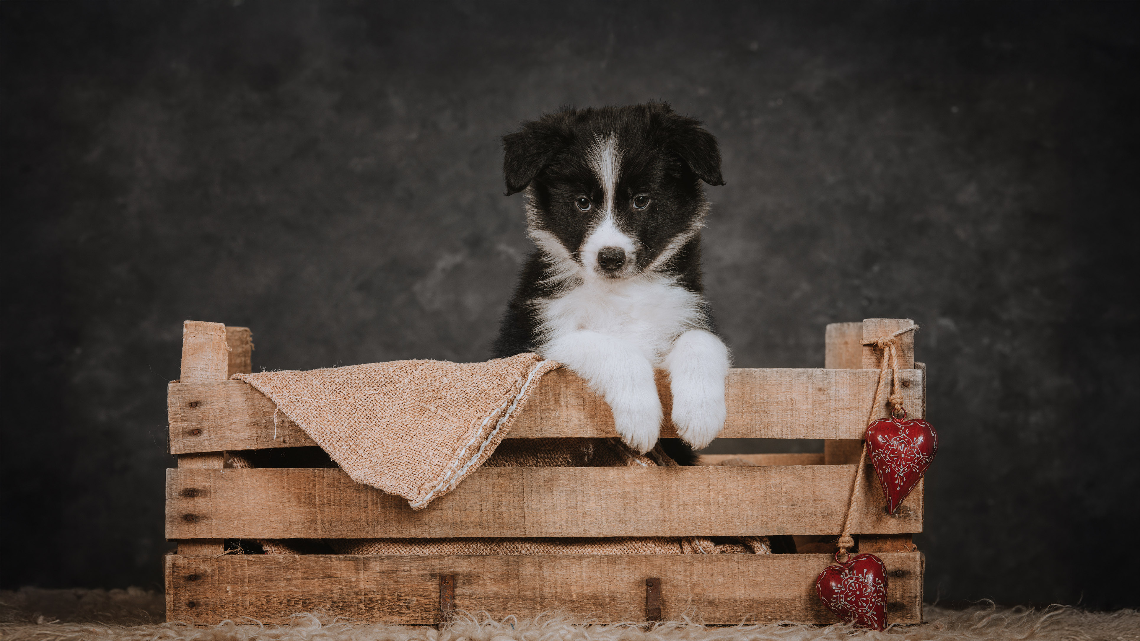 Műtermi mini fotózás border collie 
