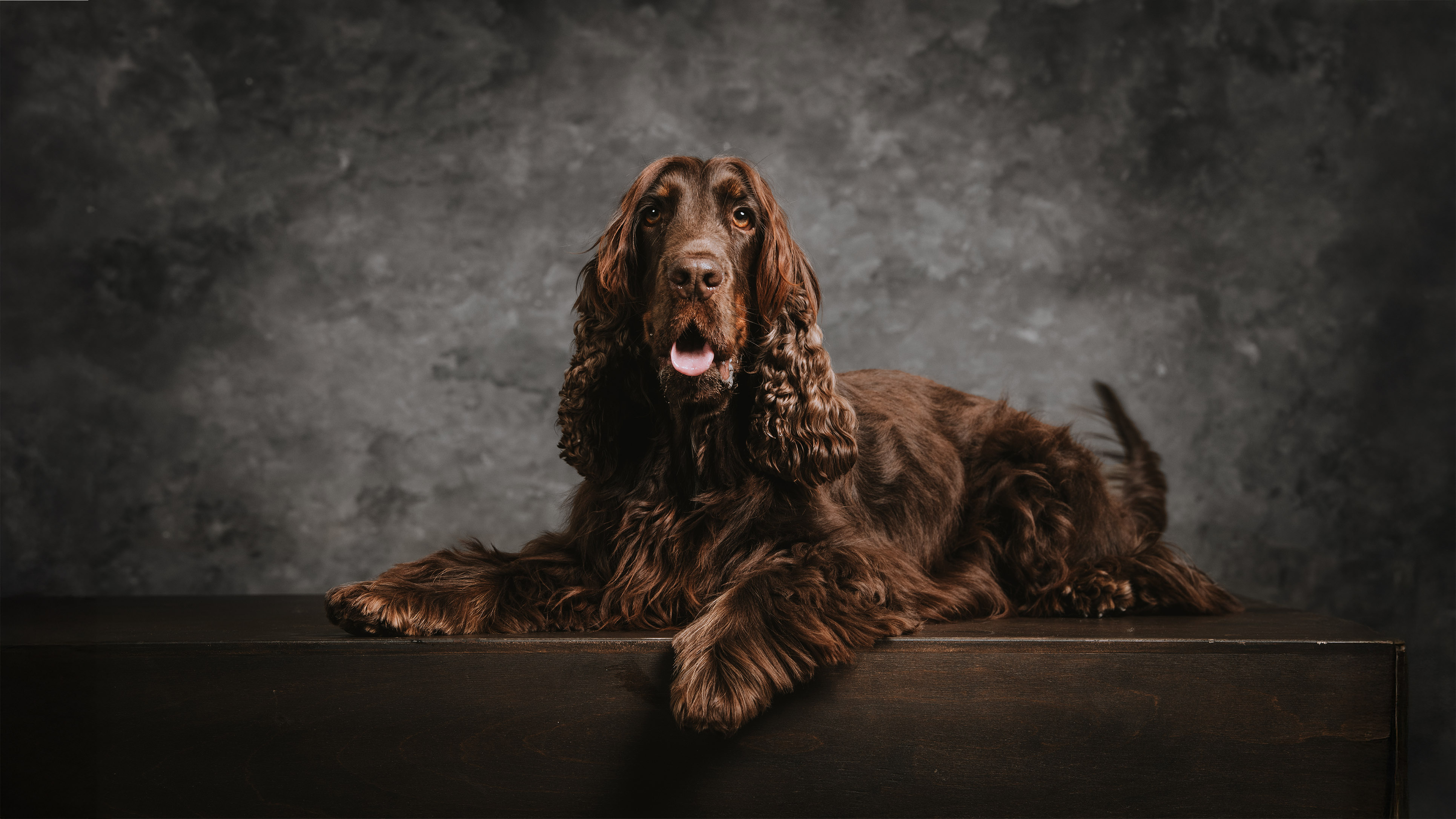 Műtermi mini fotózás spániel