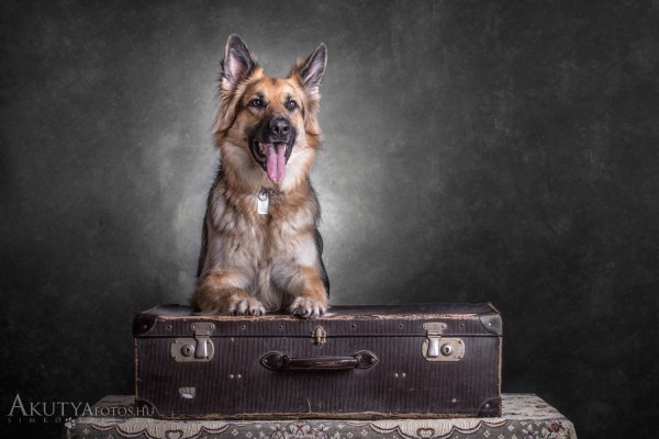 Németjuhász fotózás