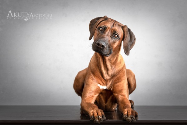 Rodéziai ridgeback fotózása műteremben