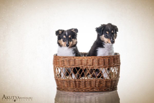 Kölyökkutya fotózás 