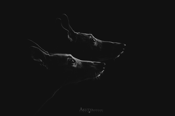 Whippetek portréfotózása műteremben