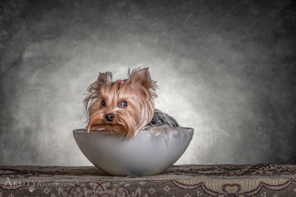 Kutya egy tálban fotó