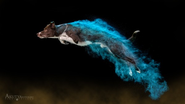 Poros kutyafotózás 