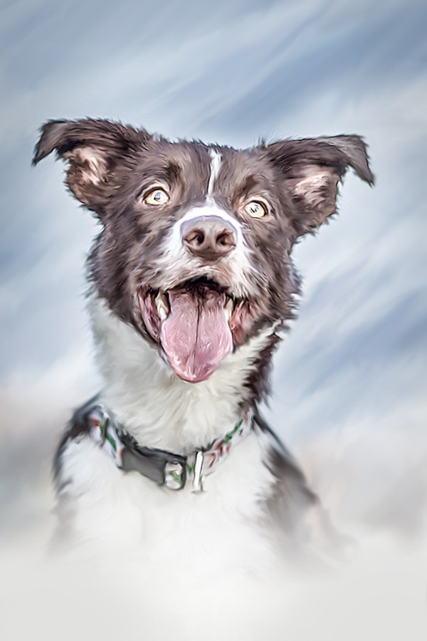 Fineart kutyaportré