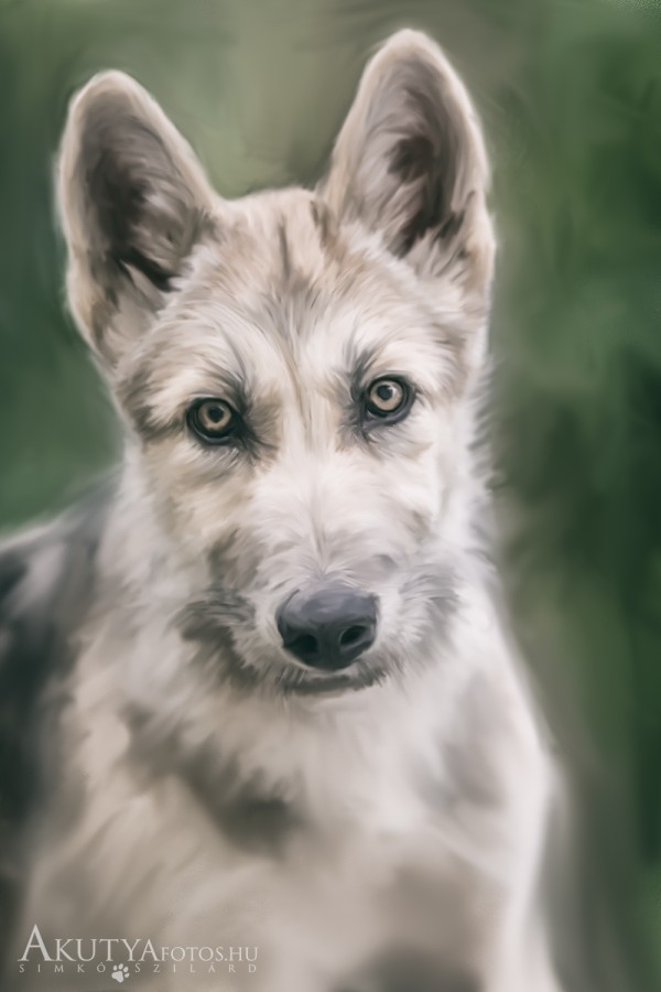 Festményszerű kutyaportré