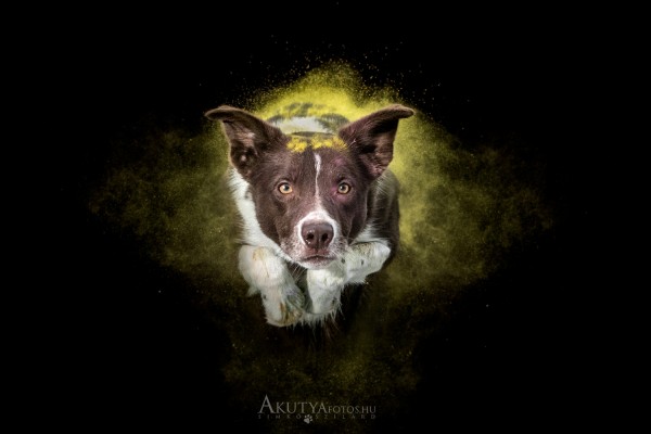 Poros ugró Border collie