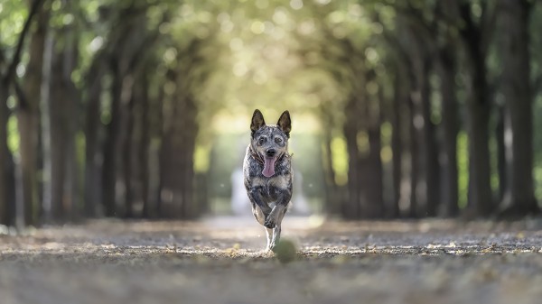 Akciófotó kutyáról fasorok között, természetes fényben