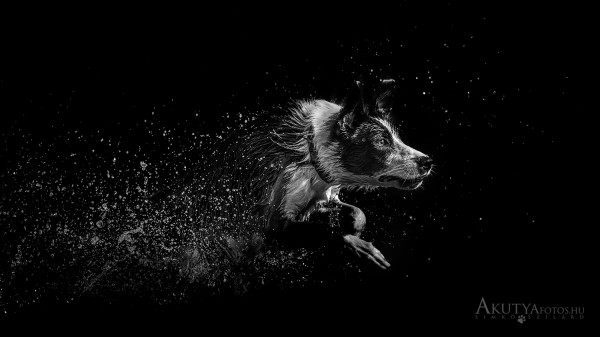 Fekete-fehér vízben futó Border collie