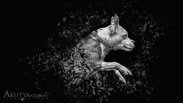 Üvegszilánkos kreatív kutyafotó