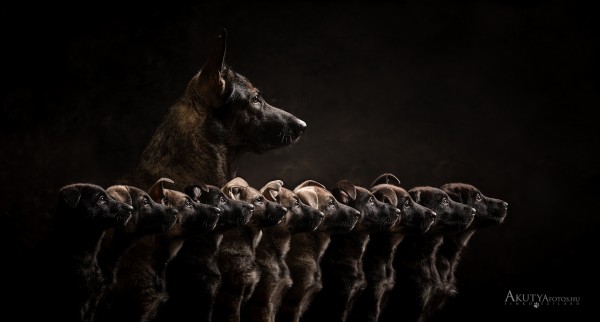 Kelet-európai juhászkutya anya kutyus kölykeivel egy alomfotón