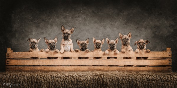 Cuki kiskutyák közös portréja alomfotón