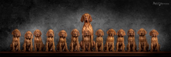 Magyar vizsla anya kutya kölykeivel közös alomfotón