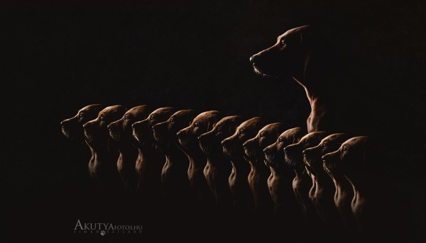 Magyar vizsla kölykök és anyakutya oldalról fotózva stúdióban