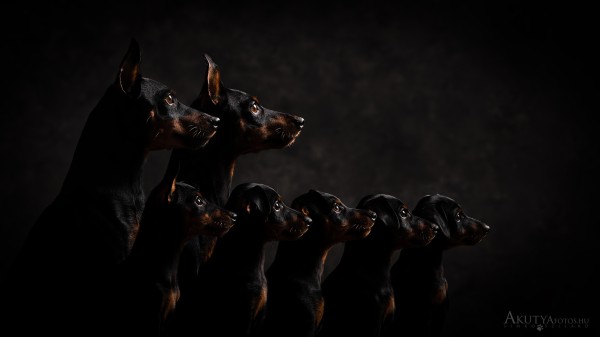 Pincser alom anyukával és apukával közös családi fotón