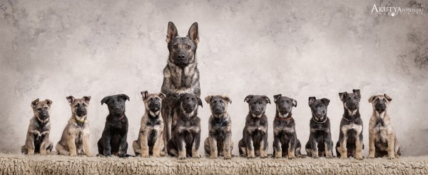 Juhászkutya kölykök és anyakutya közös portré szemből