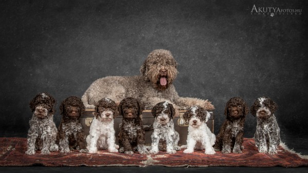 Kiskutyák és anyjuk családi portréja stúdióban