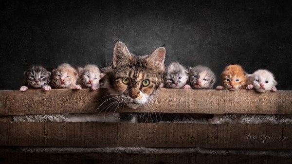 Macska alom anyával és kölykeivel stúdiófotón