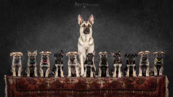 Juhászkutya alom anyakutyával stúdióban fotózva