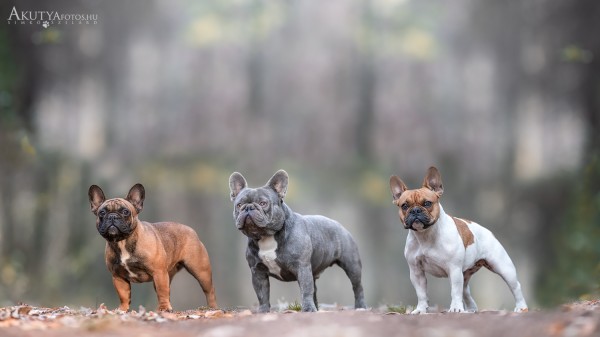 Három felnőtt francia bulldog szabadtéri kutyafotózáson