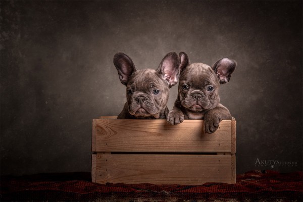 Aranyos francia bulldog alom stúdióban dobozban