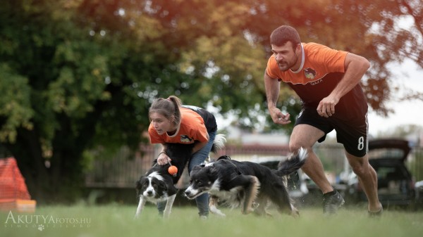 Flyball kutyák indítása