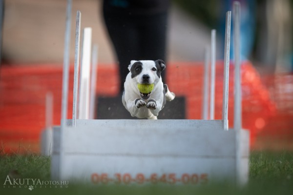 Flyball rendezvény